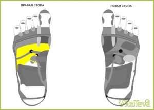 Проекция печени на стопе