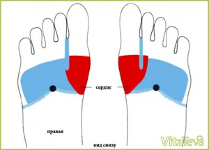 Проекция сердца на стопе